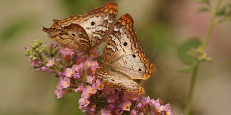 अग़र मै और तुम एक हो जाएं